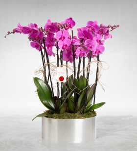 pembe orkide 8 dallı